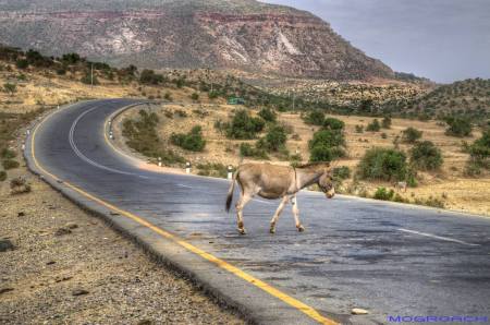 Tigray