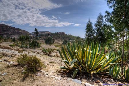 Tigray