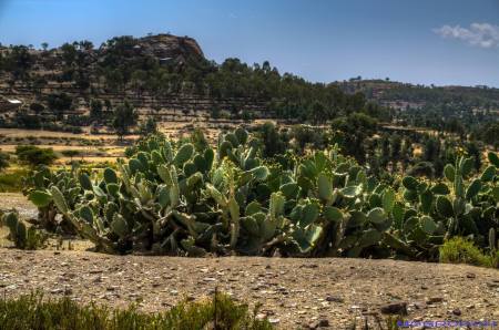 Tigray