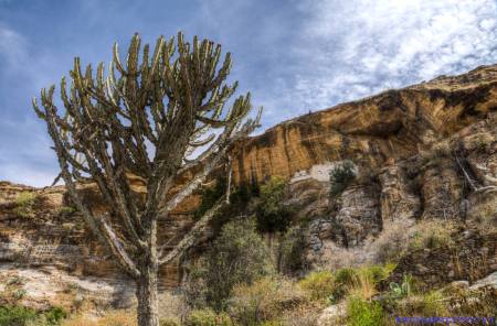 Tigray