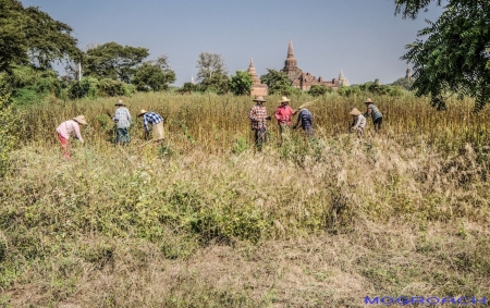 Bagan