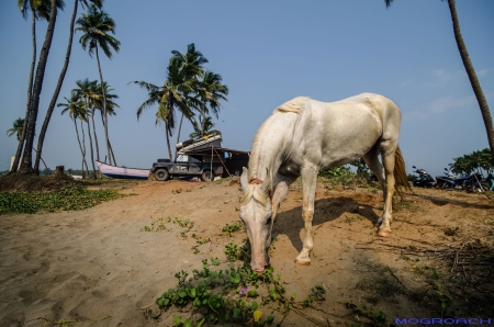 Agonda Beach