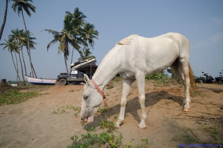 Agonda Beach