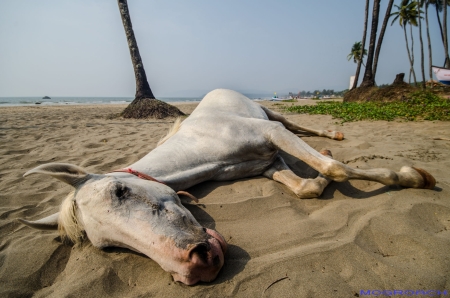 Agonda Beach