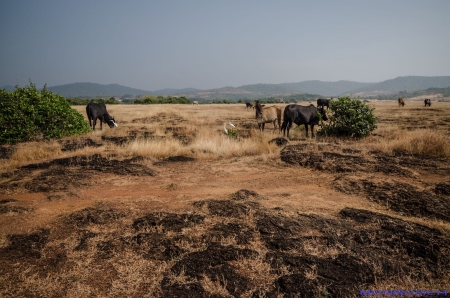 Cabo de Rama Mogroach Indien