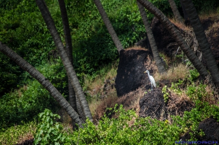 Cabo de Rama