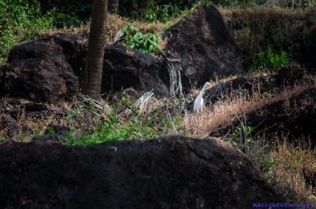 Cabo de Rama