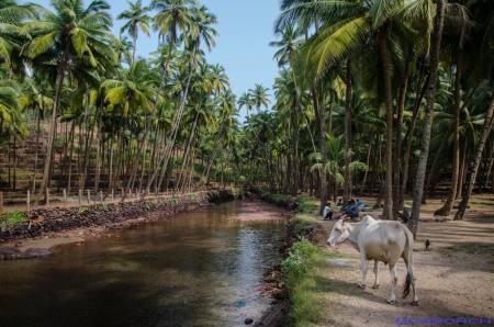 Cabo de Rama