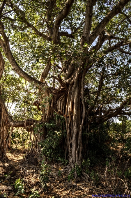 Cabo de Rama