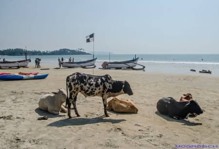 Palolem Beach Goa Indien