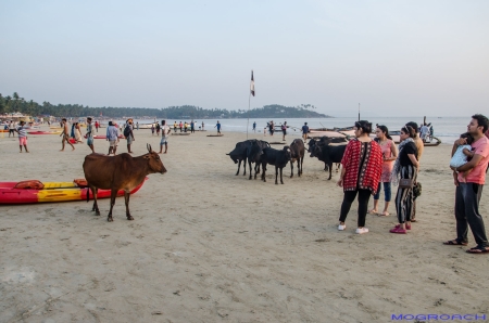 Palolem Beach Goa Indien