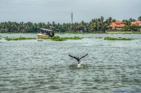 Kochi