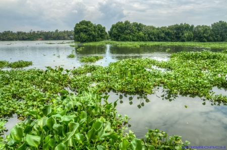 Kochi