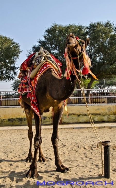 Rajasthan