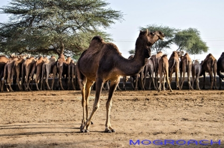 Jaisalmer