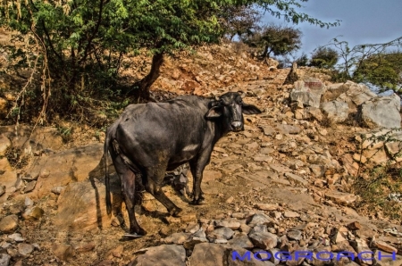 Rajasthan