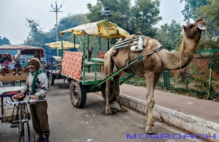 Uttar Pradesh