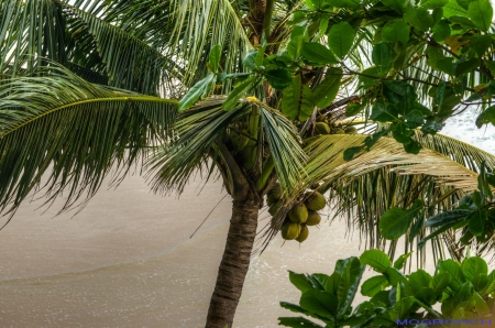 Varkala