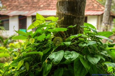 Varkala