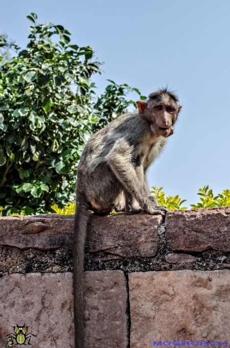 Badami