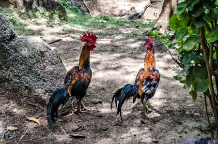 Koh Phangan