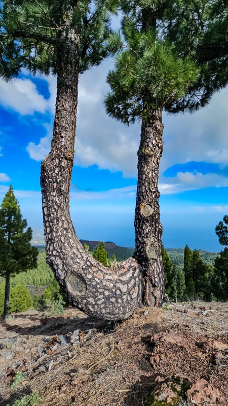 La Palma