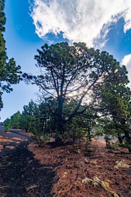 La Palma