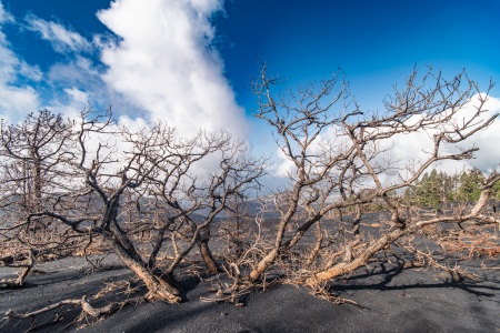 La Palma