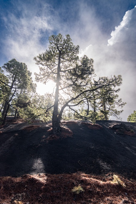 La Palma