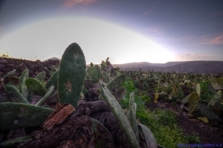 Gardin de Cactus (14)