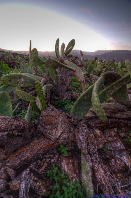 Gardin de Cactus (15)