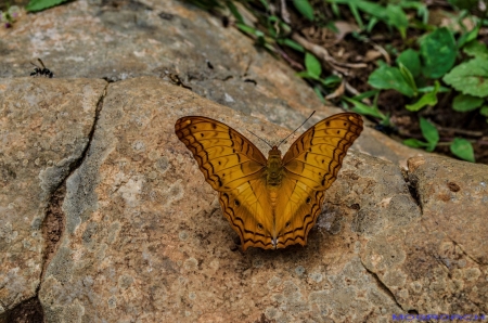 Laos