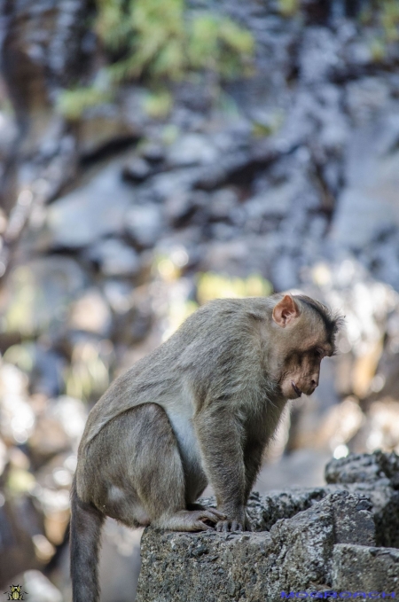 Maharashtra