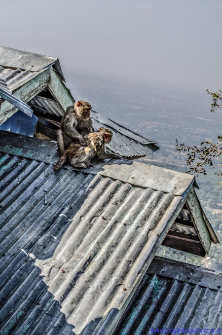 Mount Popa