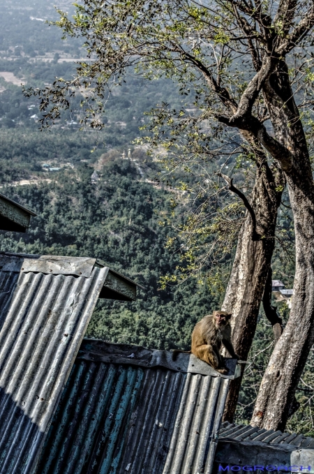 Mount Popa