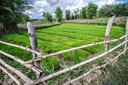 Laos