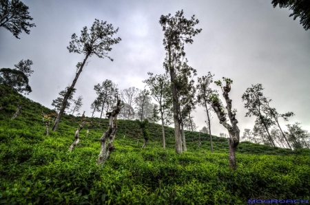 Sri Lanka