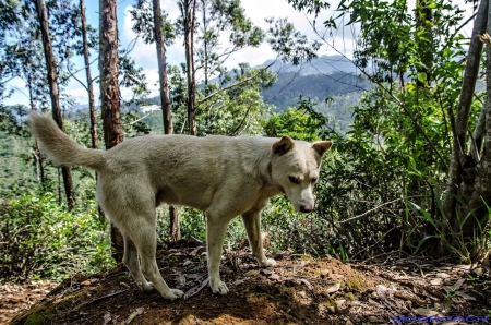 Sri Lanka