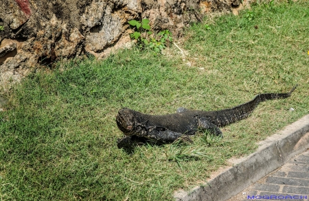 Sri Lanka