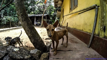 Sri Lanka