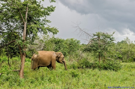 Sri Lanka