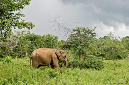 Sri Lanka