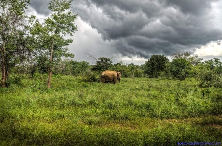 Sri Lanka