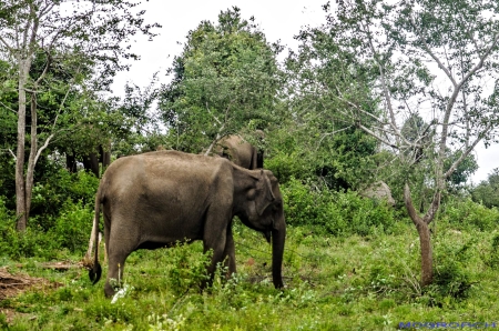 Sri Lanka