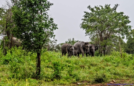 Sri Lanka