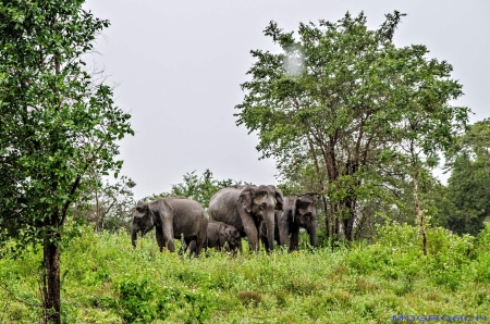 Sri Lanka