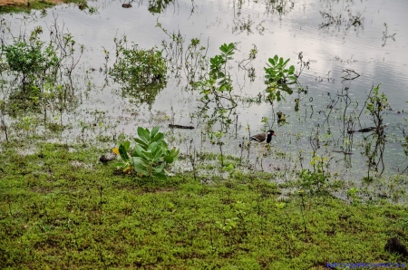 Sri Lanka