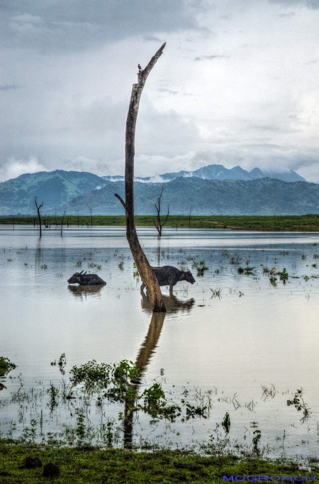 Sri Lanka