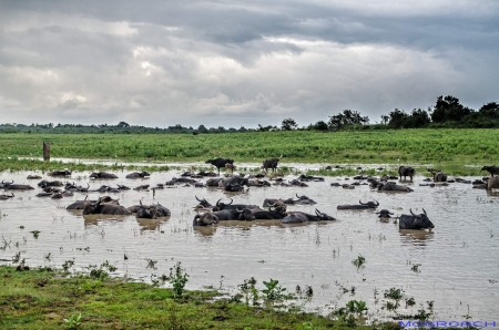 Sri Lanka