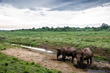 Sri Lanka